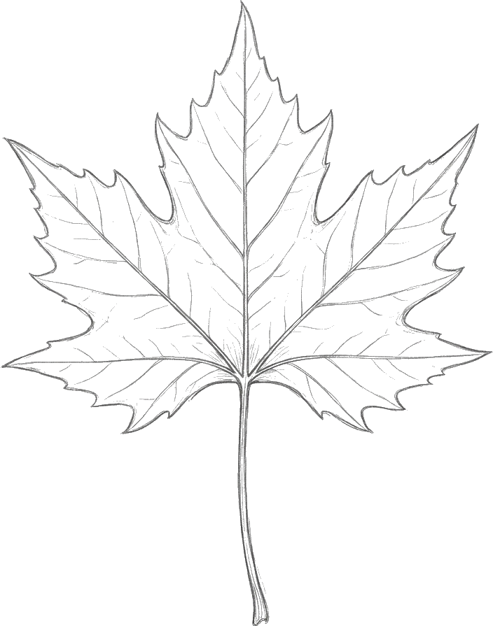 Chinar leaf